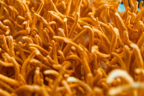 California-Grown Cordyceps Militaris Fruiting Body Mushrooms - Dried - Interstellar Research